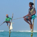 Typsische paalvissers in Sri Lanka